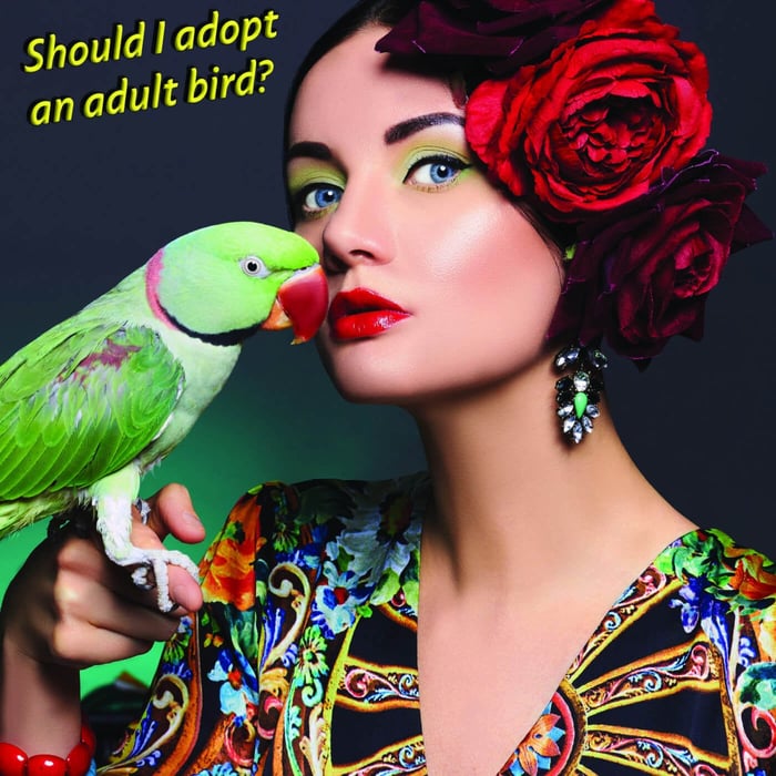 Should I adopt an adult bird?