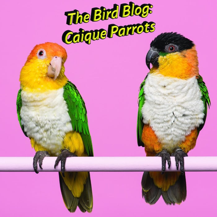 The Bird Blog: Caique Parrots