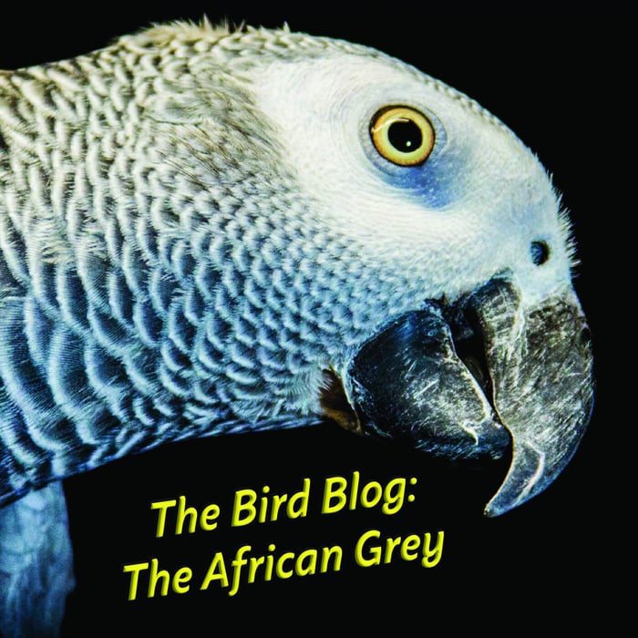 The Bird Blog: The African Grey Parrot