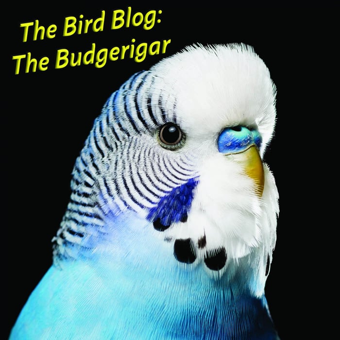 The Bird Blog: The Budgerigar or Parakeet