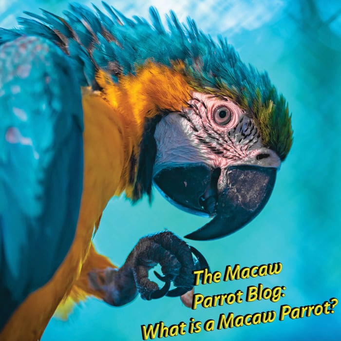 The Macaw Parrot Blog: What is a Macaw Parrot?