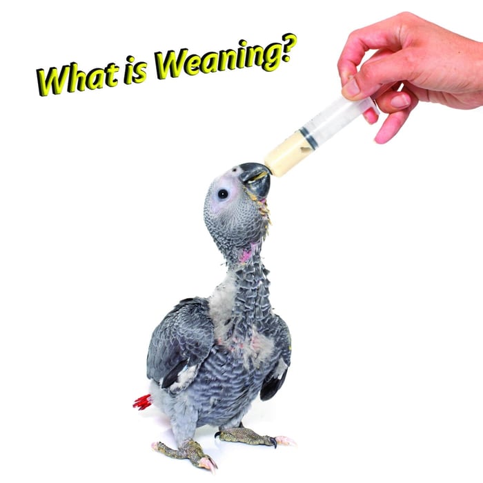What is weaning?
