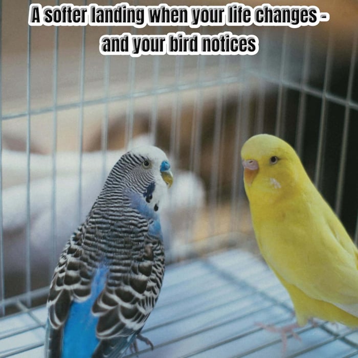 A Softer Landing When Your Life Changes – and Your Bird Notices