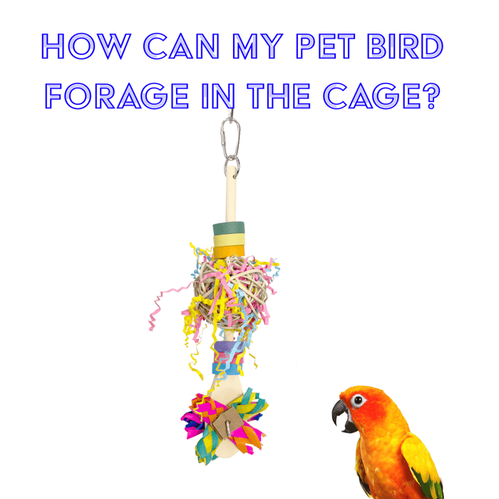 How can my pet bird forage in the cage?