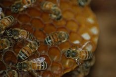 The Good Thing About Pollen