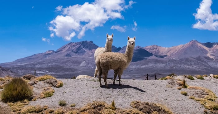 What is Alpaca Velvet?