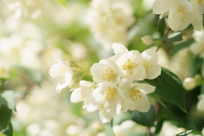 Benefits of Jasmine For Skin and Health