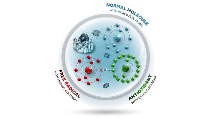 How Antioxidants Prevent Premature Aging
