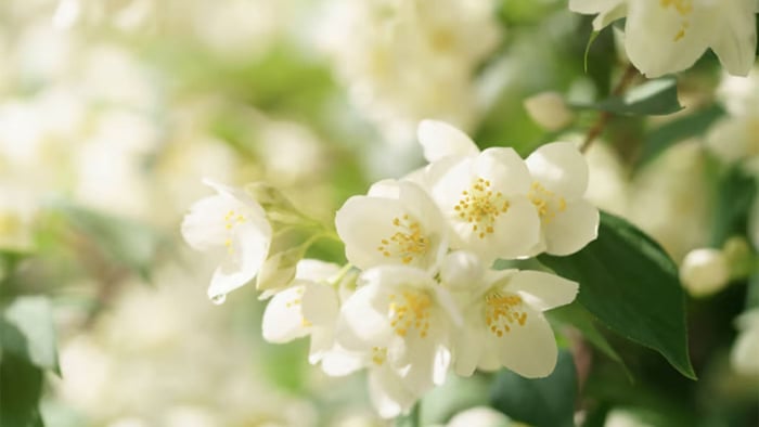 Benefits of Jasmine For Skin and Health