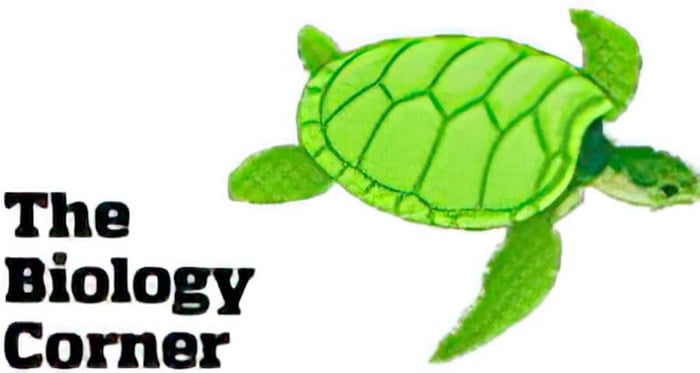 The Biology Corner