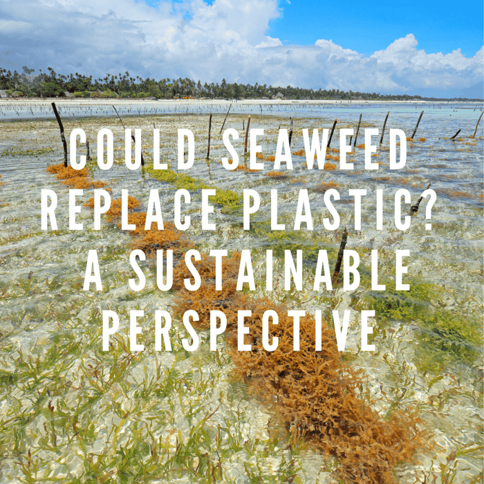 Could Seaweed Replace Plastic? A Sustainable Perspective