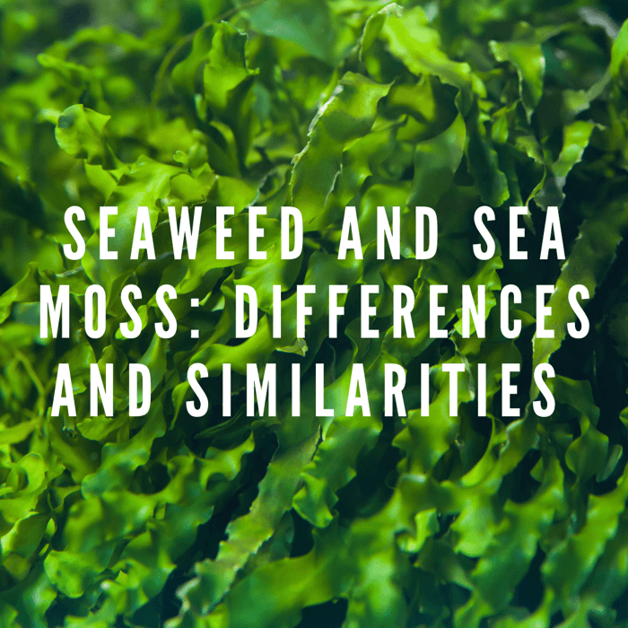 Seaweed and Sea Moss: Differences and Similarities