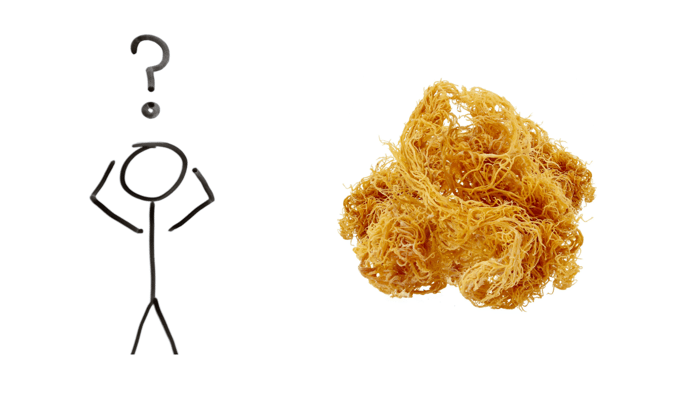 The Power of Sea Moss: Exploring the Health Benefits