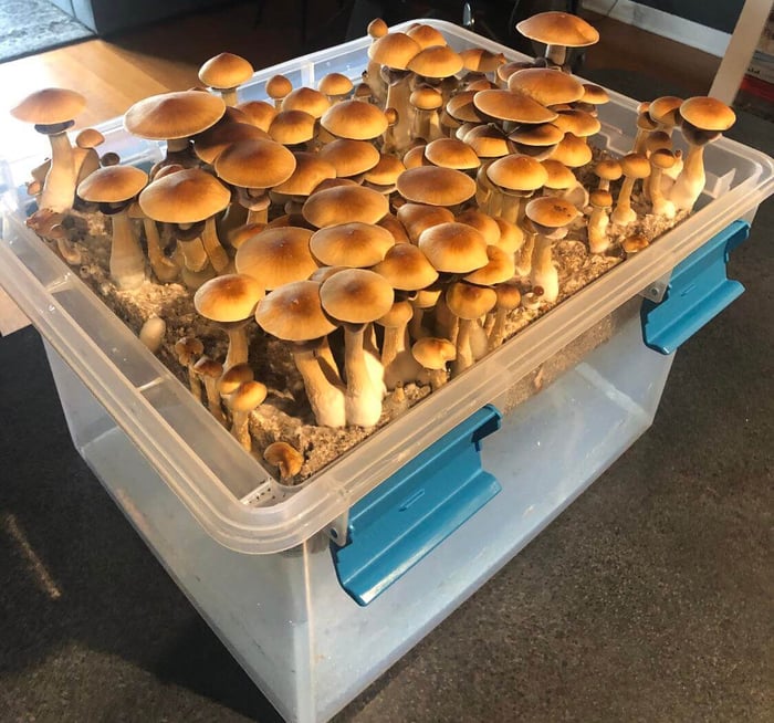 How to grow mushrooms from spores, part two: Spawn Colonisation!