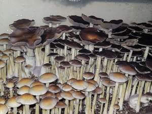 How to grow mushrooms from spores, part three: Spawn to bulk!