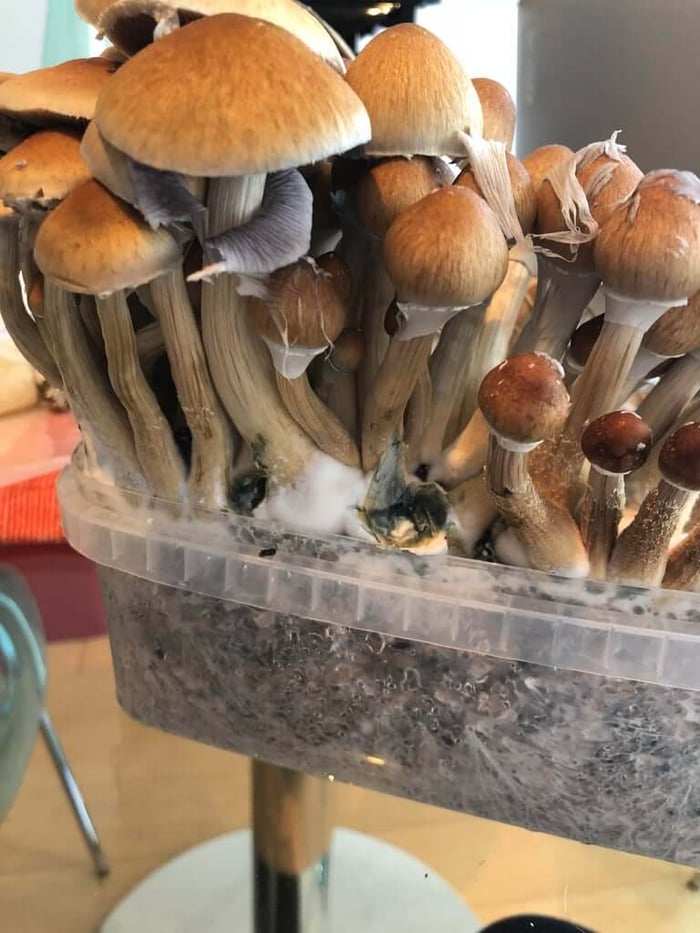 How to grow mushrooms from spores: Part One!