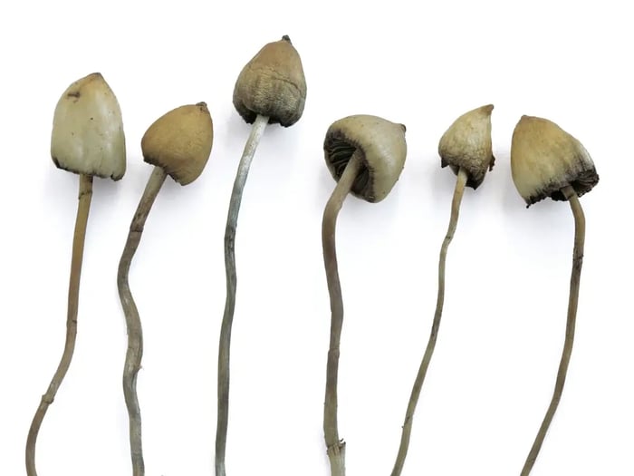 Magic Mushroom Spore Syringes, Liquid Culture, Swabs, or Prints?