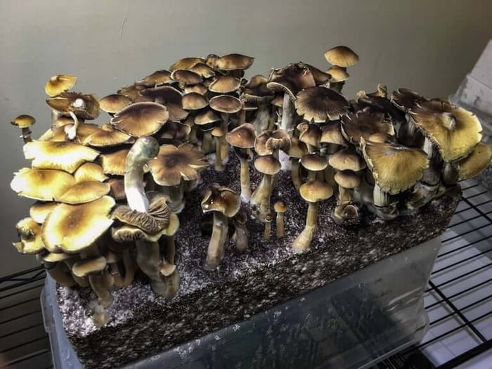 How to grow mushrooms, Part Four: Harvesting!