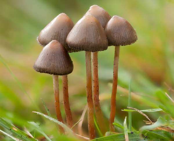Magic Mushroom season in the UK!
