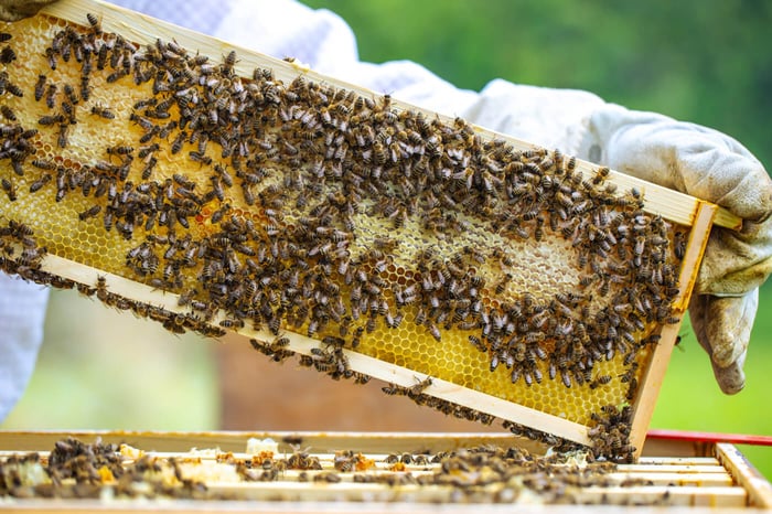 Don't Bee Caught Unprepared: Getting Ready for Your Package of Honey Bees!