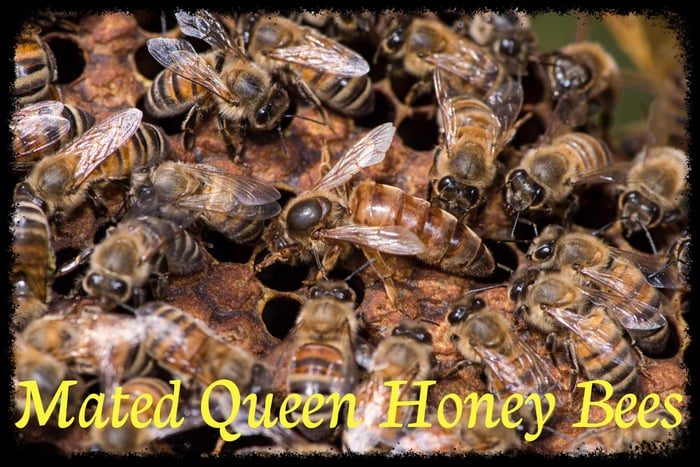 Mated Queen Honey Bees For Sale
