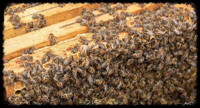 Beehive-Understanding The Parts