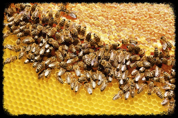 Interesting Facts About Honey Bees