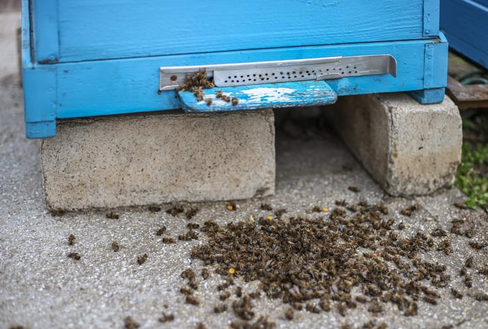 The Intricacies of Hive Autopsies: A Comprehensive Exploration