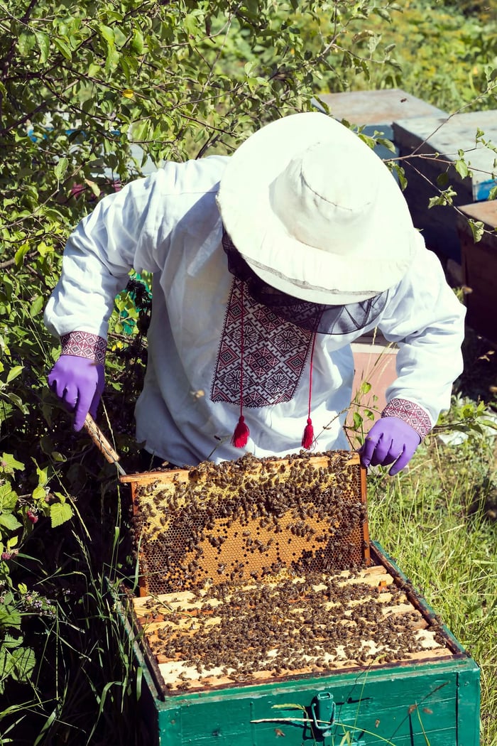 Understanding Hive Inspections and Record Keeping: A Beekeeper's Guide