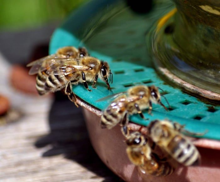 Honey Bee Waterer