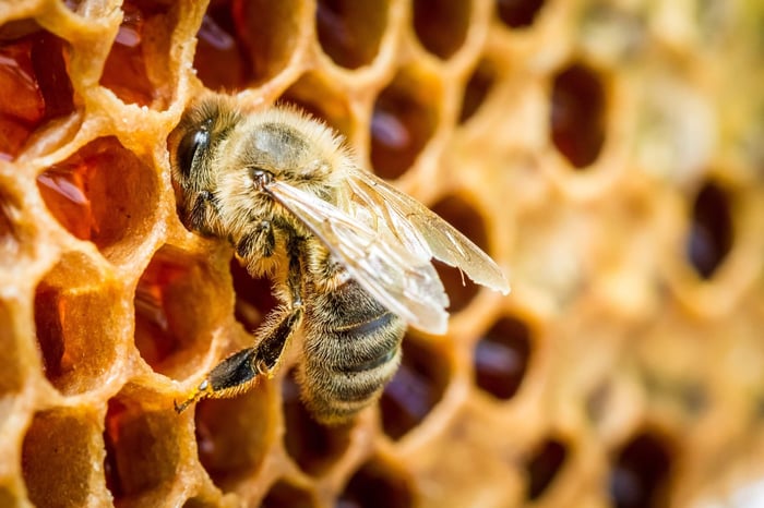 How Is Honey Made? Step-by-Step From Nectar to Honeycomb