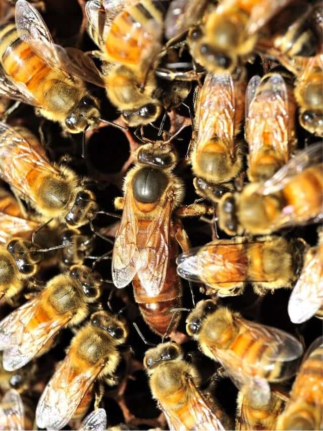 Italian Honey Bees