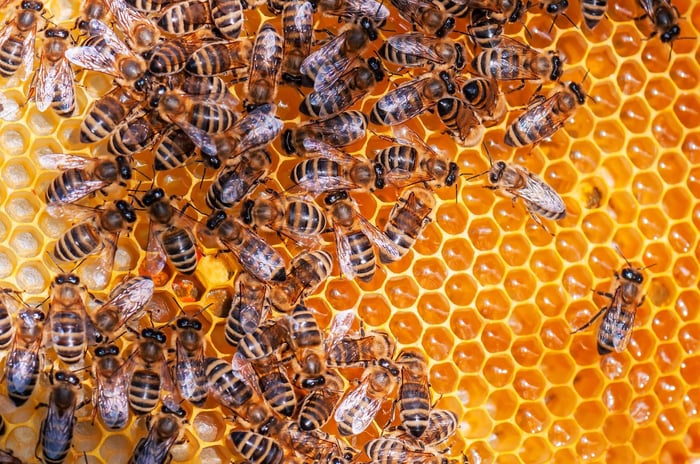 What to Do When Live Honey Bees Arrive