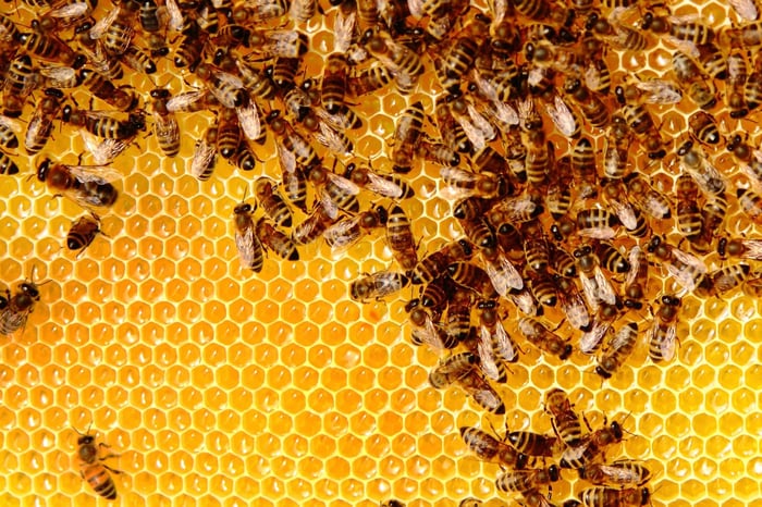 do honeybees need honey to survive