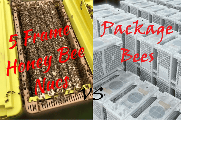Nuc vs Package Bees: Which Is Better for New Beekeepers?