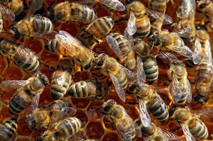 When To Order Bees for Spring? A Month-by-Month Guide