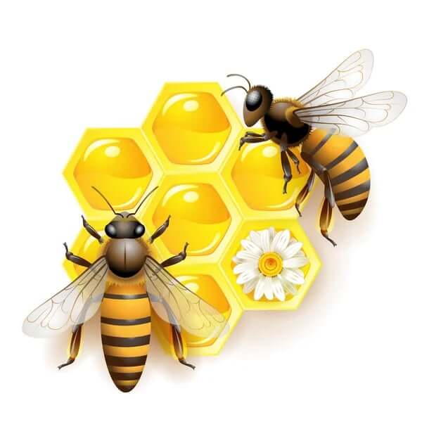 why join a bee club