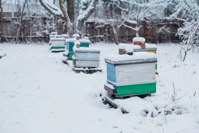 Wintering Honey Bees: A Complete Overwintering Guide for Beekeepers
