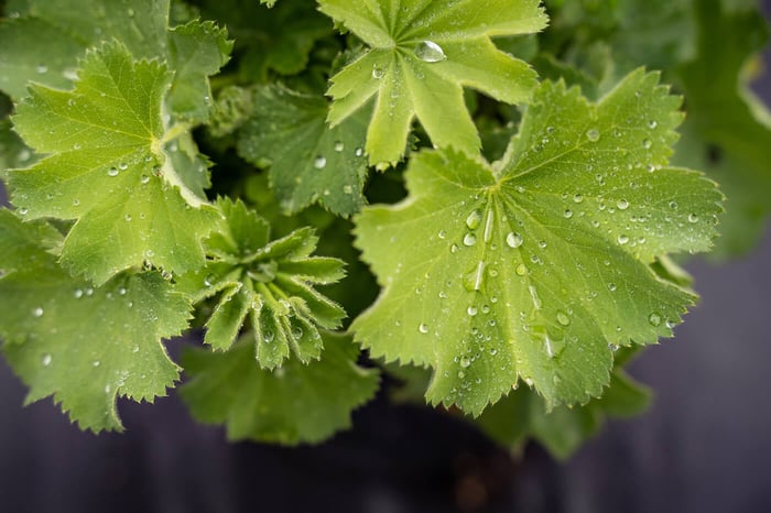 Lady's Mantle is a Versatile Addition to any Landscape