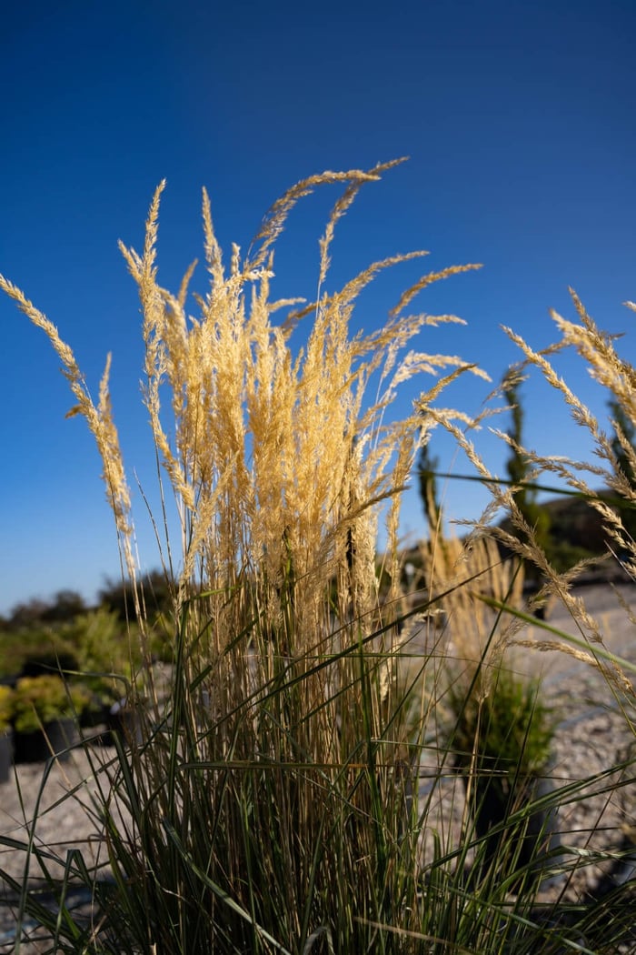 Hardiness Zones in Utah (Planting plants that won't die!)