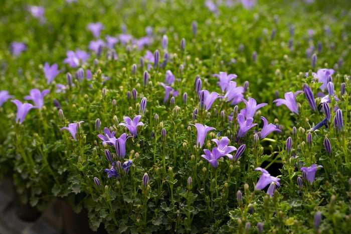 Bellflowers Add Long-Lasting Interest to Any Landscape