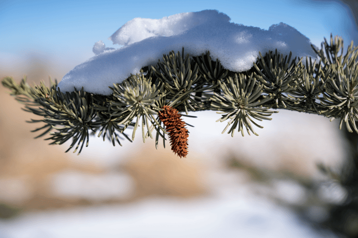 The Amazing Blue Atlas Cedar adds Interest to Your Yard