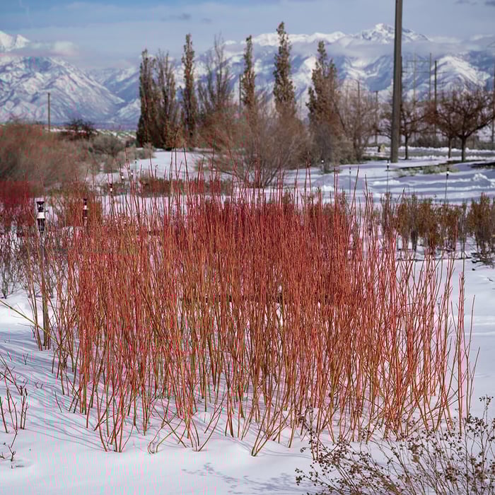 Red Twig Dogwoods for Winter Interest