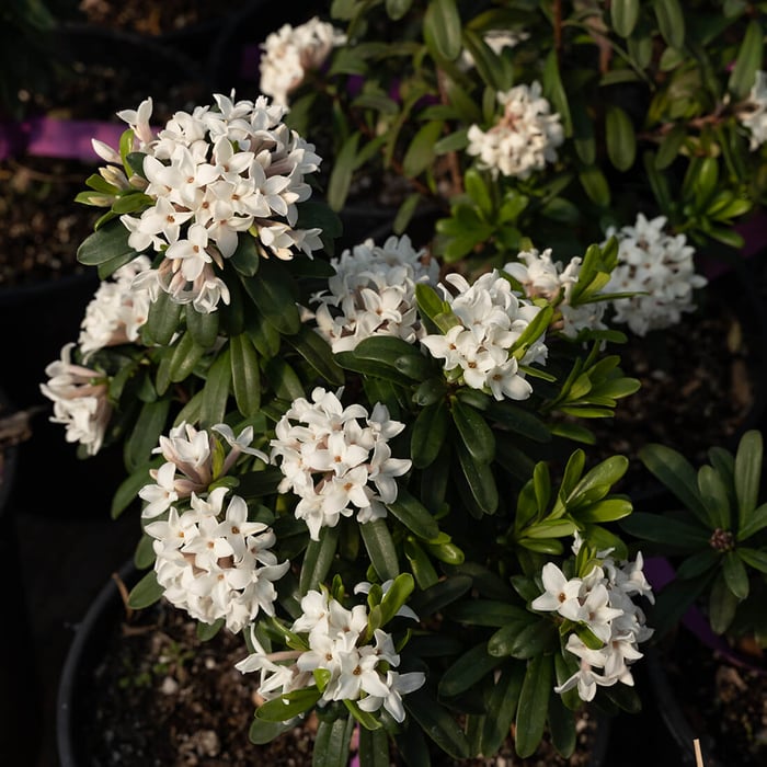 Daphne is a sweet addition to your Utah landscape