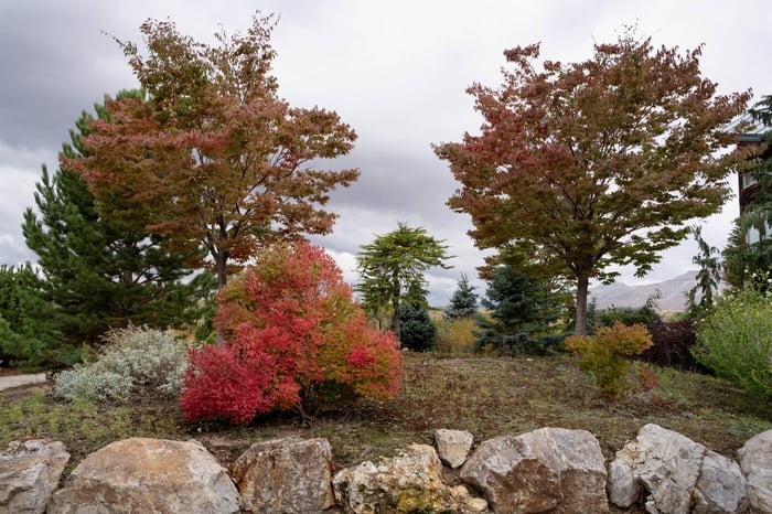 Ideal Deciduous Trees for a Small Garden Bed