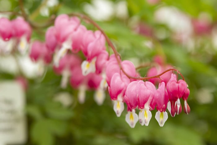 Bleeding Hearts add whimsy and Character