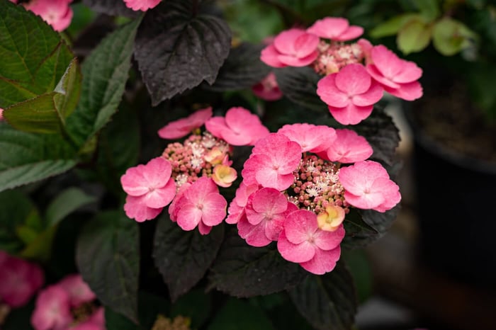 Add Pink Dynamo Mountain Hydrangea to Your Landscape