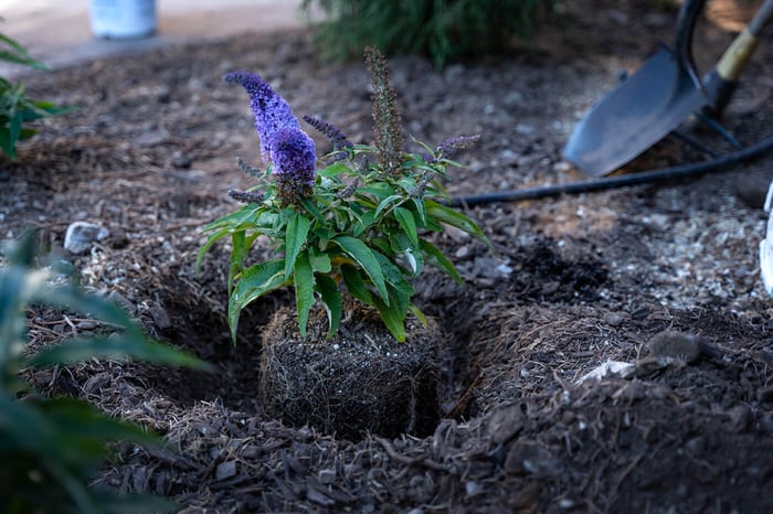 Should you Amend Your Soil When Planting?