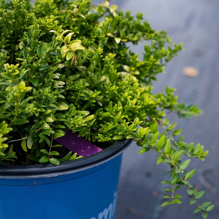 'Golden Glow' Thunderbolt Box Honeysuckle