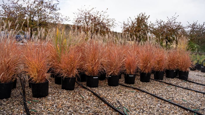 The Beauty of  Flame Grass in Your Landscape
